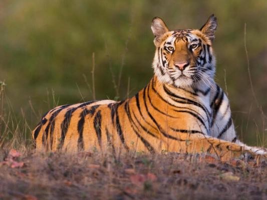 Malayan tiger conservation at risk Deaths spark national concern