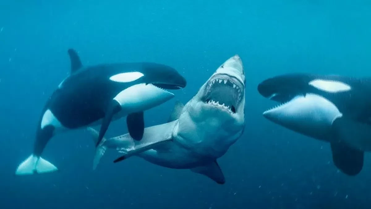 Orca predators overthrow great white sharks