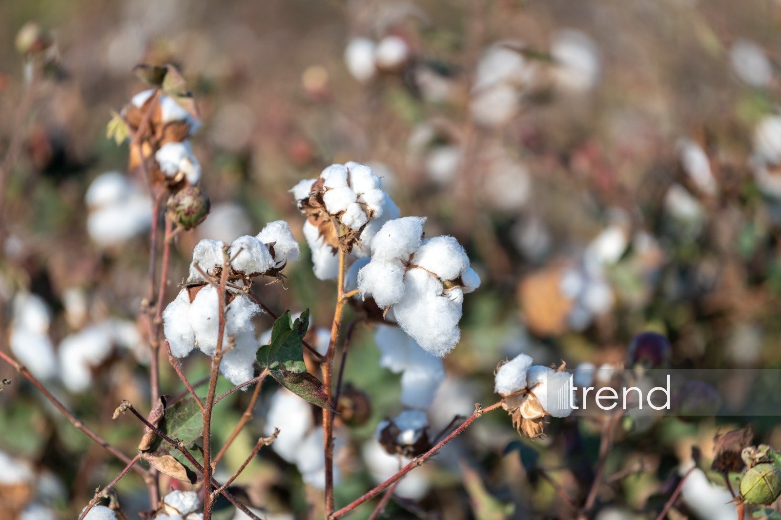 Azerbaijan sees surge in cotton exports and imports in Feb. 2026