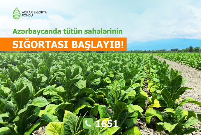 Azərbaycanda tütün əkinlərinin sığortası başlandı - ŞƏRTLƏR, MƏBLƏĞLƏR