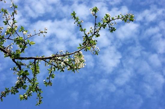 Mild winds with occasional fog expected tomorrow