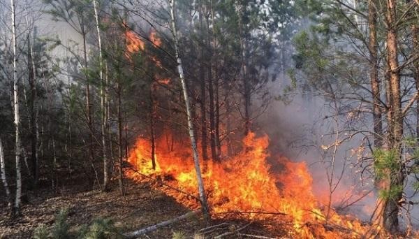 Fast-moving wildfire burns 200 acres near Miami - Video