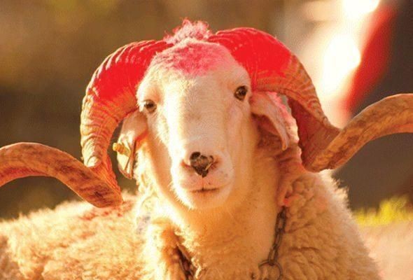 Qurban bayramı ilə bağlı vətəndaşlara