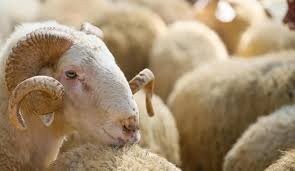 Qurban bayramında ətin qiyməti belə dəyişəcək - Əhaliyə çağırış edildi