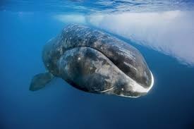 Stranded humpback whale 'Timmy' released into North Sea