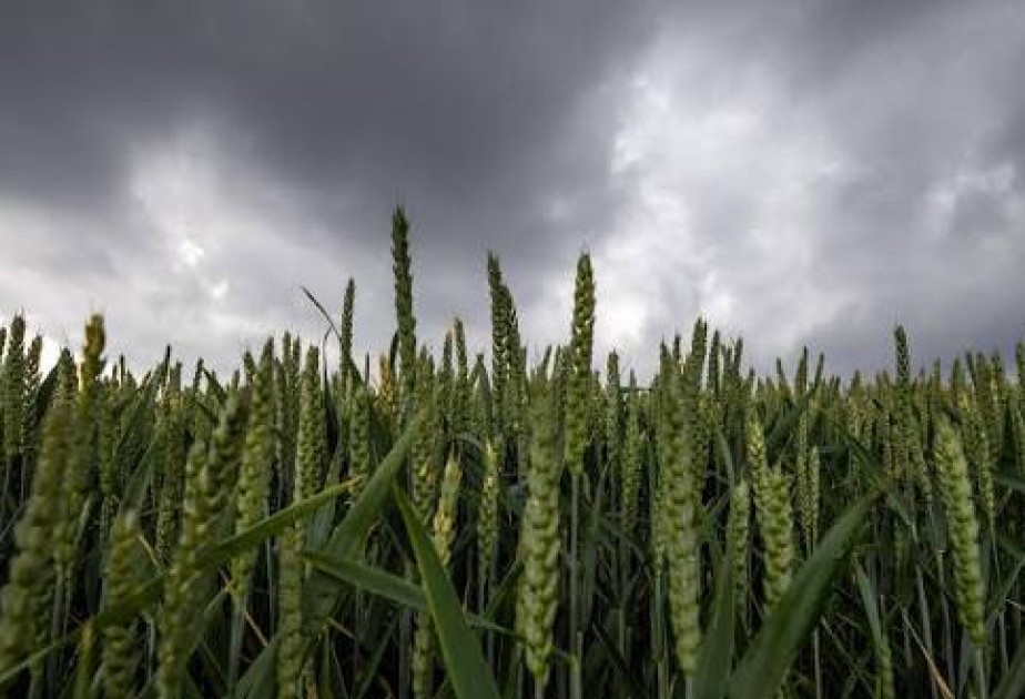 New rules for biotech crops clear final hurdle in European Parliament