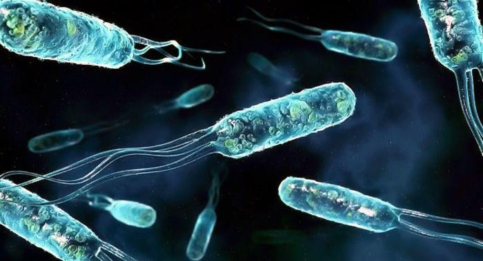 Cholera outbreak kills 74 in northeast Nigeria