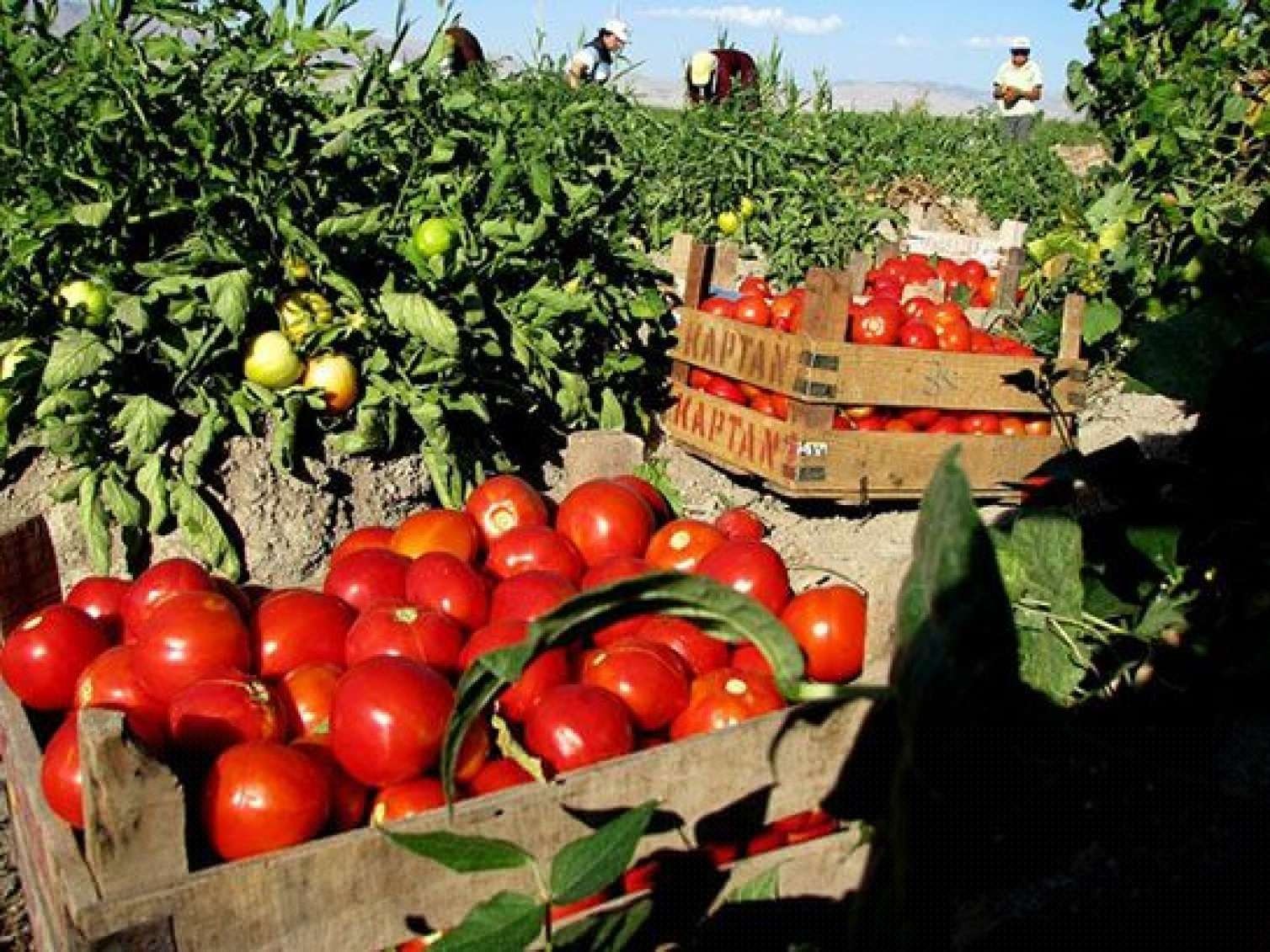 Kilosu 20 qəpiklik pomidor Bakıda niyə 2 manata satılır?