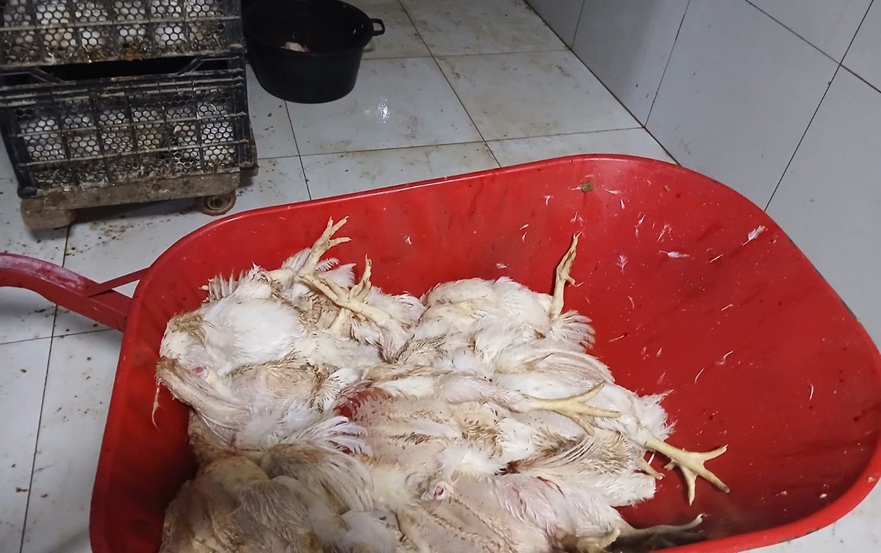 Toyuqları belə şəraitdə kəsib satışa çıxarırmışlar -