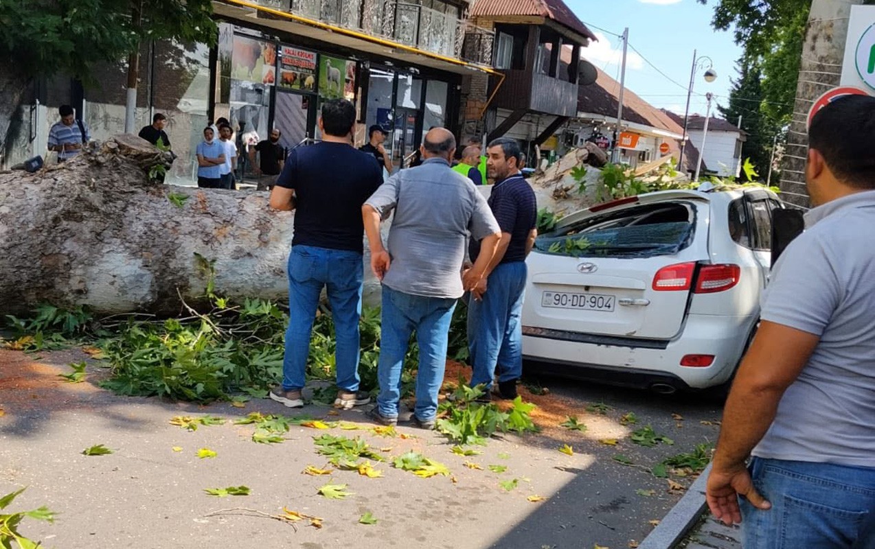 Qoca çinar maşının üstünə aşdı - Fotolar