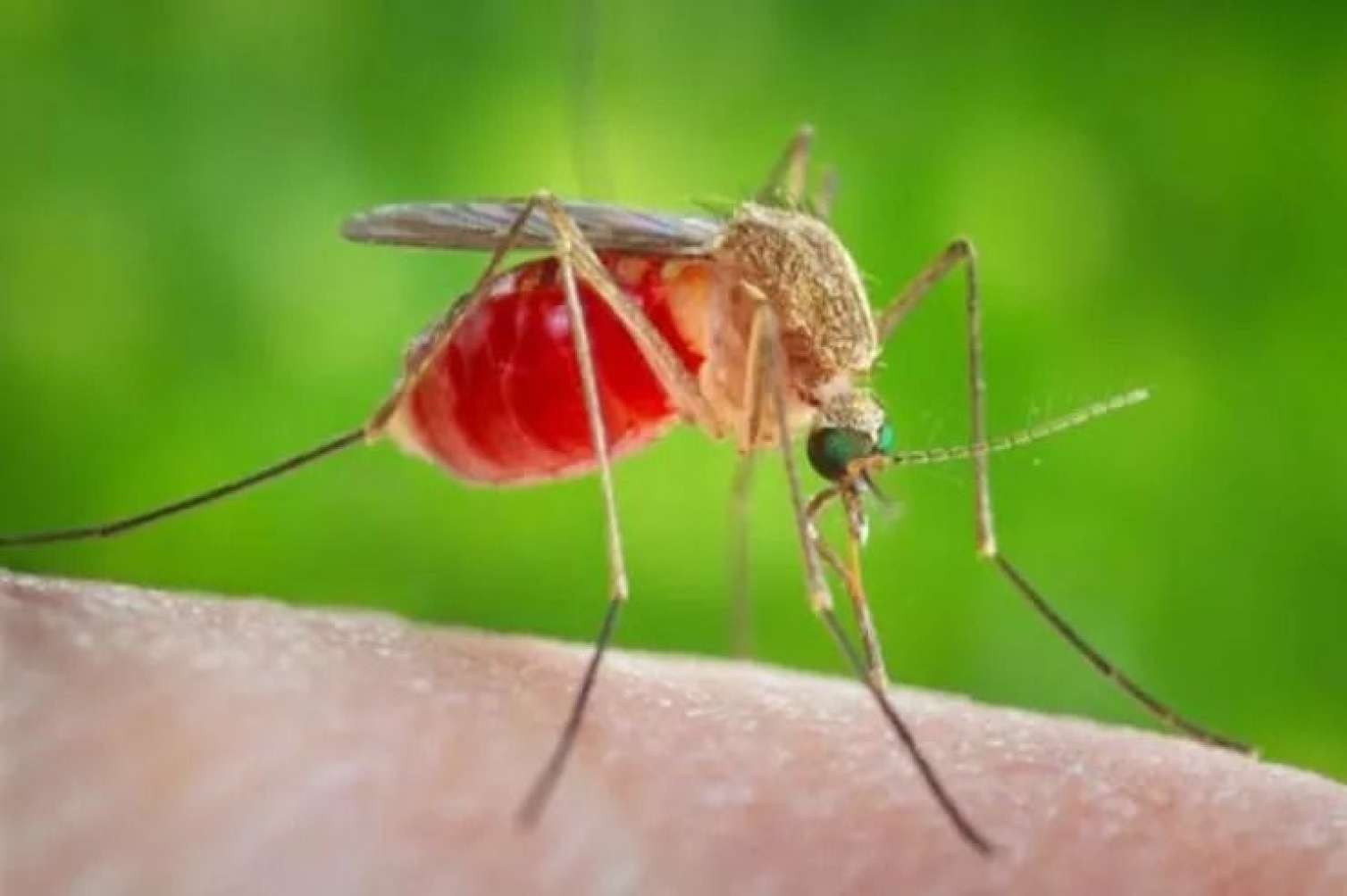 Ağcaqanad mənşəli təhlükəli virus yayılır  - ÜST-dən xəbərdarlıq