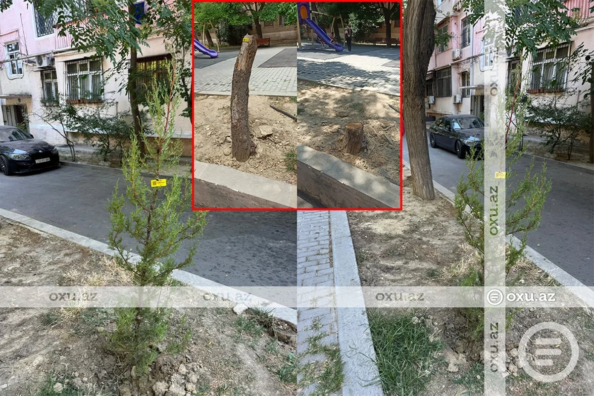Bakıda kodlaşdırılmış ağacların kəsilməsi narahatlıq yaratdı - Nazirlikdən AÇIQLAMA