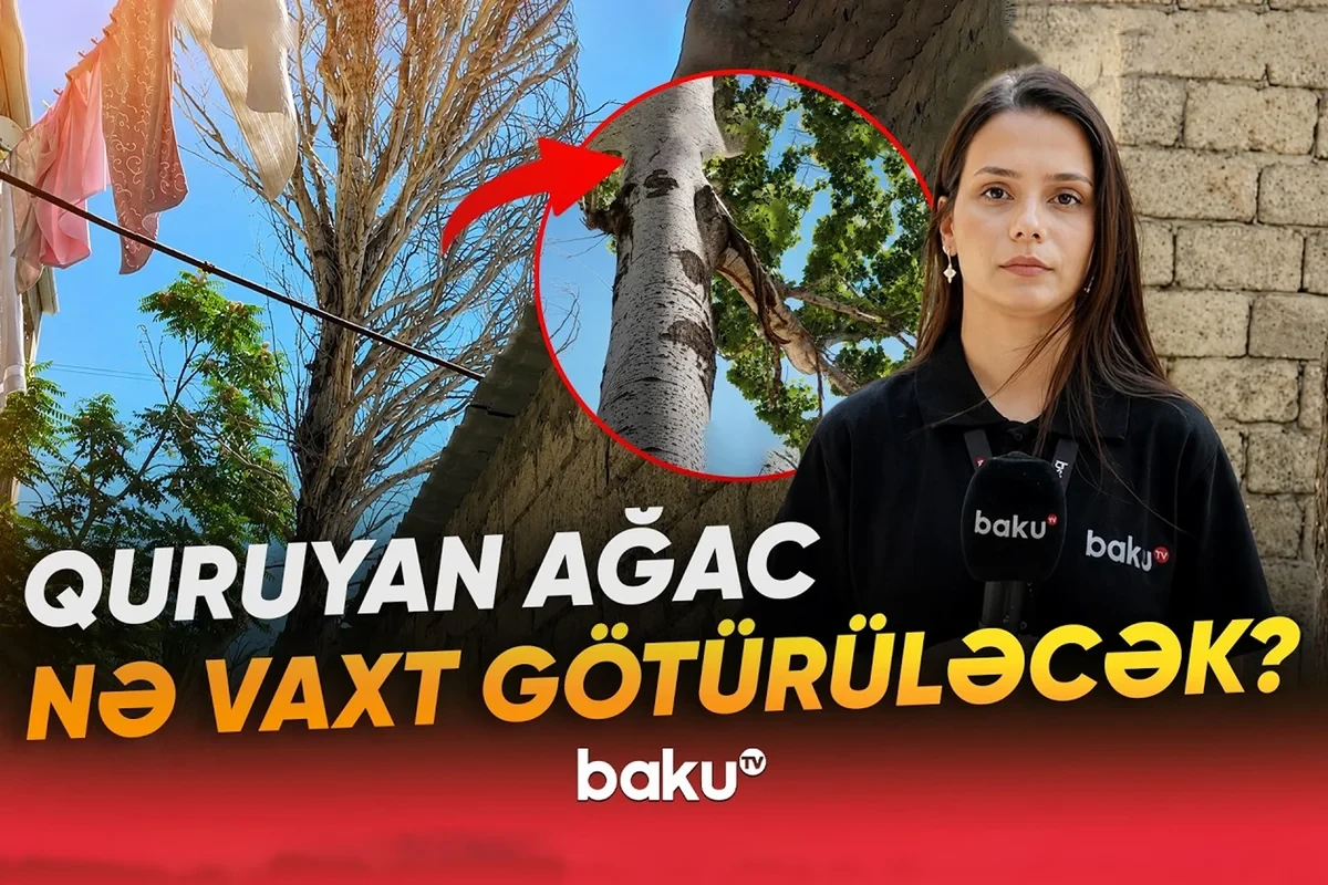 Bakıxanovda nəhəng ağac hər an faciəyə səbəb ola bilər - VİDEO