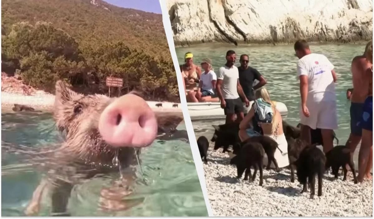Bu adada donuzlar dənizdə turistlərlə birlikdə çimir -