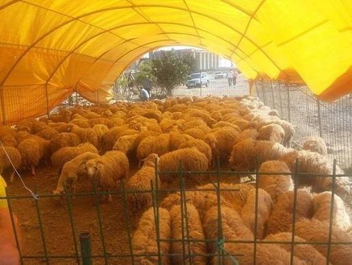 Heyvan bazarları ilə bağlı rəsmi açıqlama