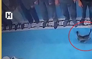 Məsciddə namaz vaxtı pişiyi təpiklədi, həbs olundu -
