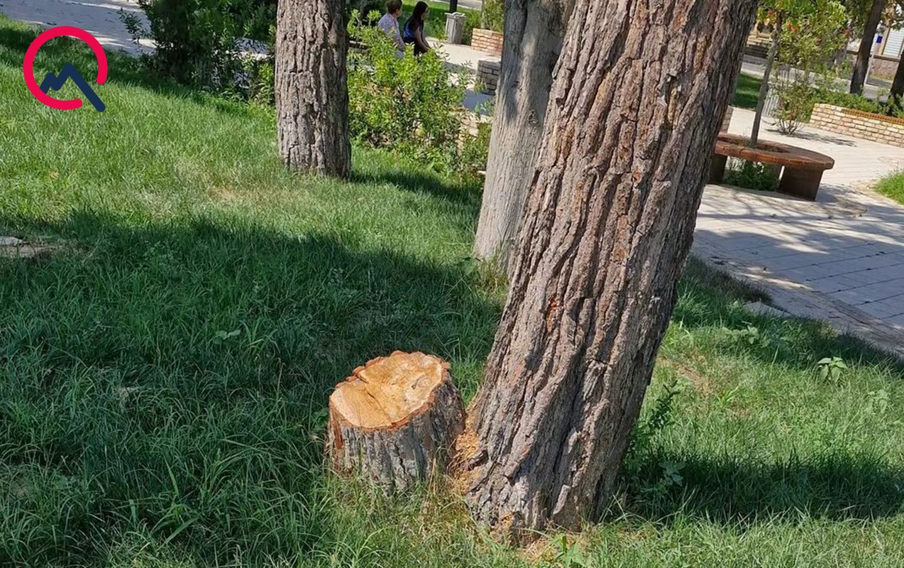 Gəncədə parkda 12 ağac niyə kəsilib?