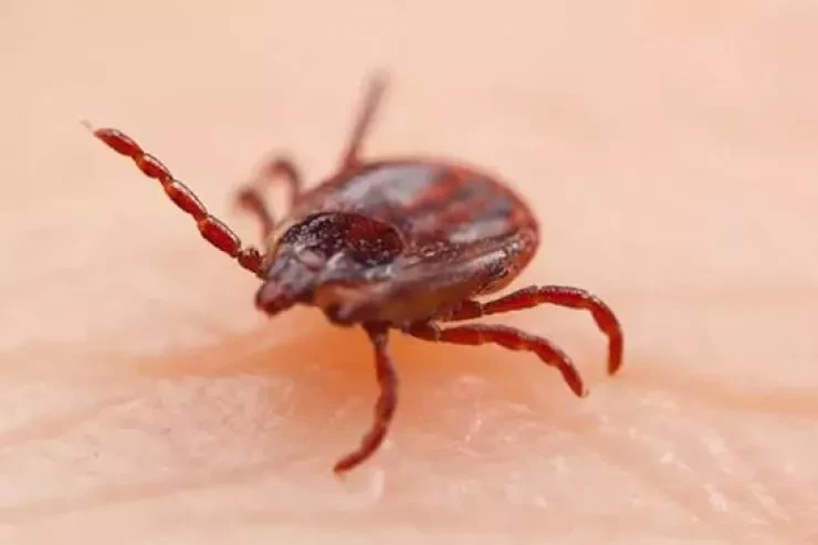 Yeni virus yayıldı -