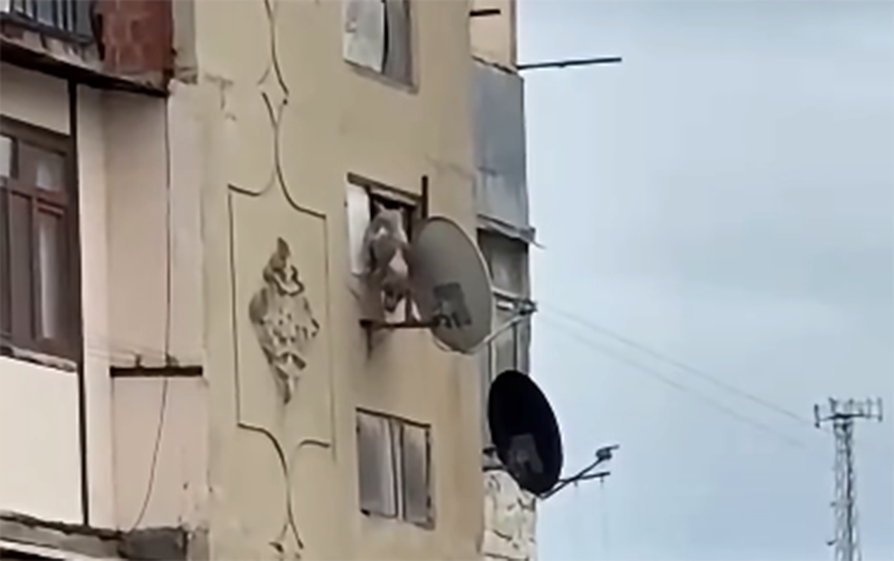Bakıda iti binadan atan şəxs məsuliyyətə cəlb edildi