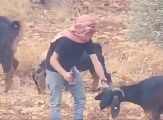 Heyvanları zəhərləyib fələstinliləri günahlandırmaq istədi -