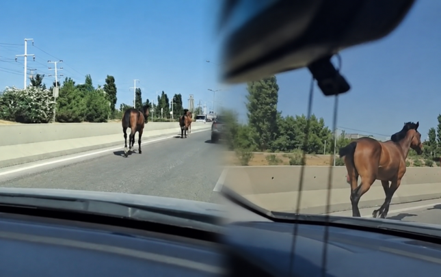 Bakıda magistralla qaçan cins atlar kimindir? -