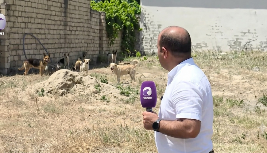 Sahibsiz itlər çəkiliş zamanı müxbirə hücum etdi -